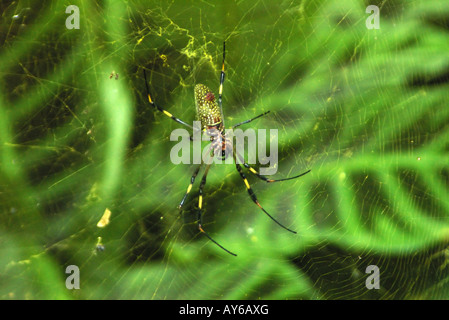 Globe Doré (araignée Nephila sp) Banque D'Images