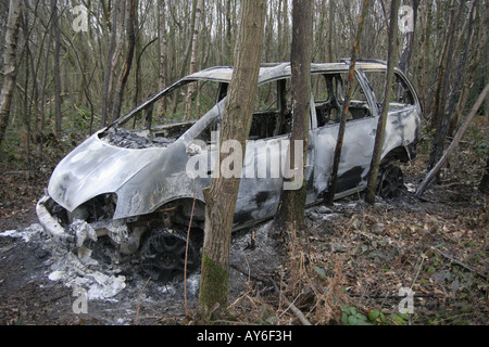 Vu dans un bois dans la région de Angleterre du Sud-Est Banque D'Images