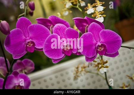 Orchidée phalaenopsis botaniques batany épiphytes nature fleur délicate plante hot house serre ornementale hot house butterfly Banque D'Images