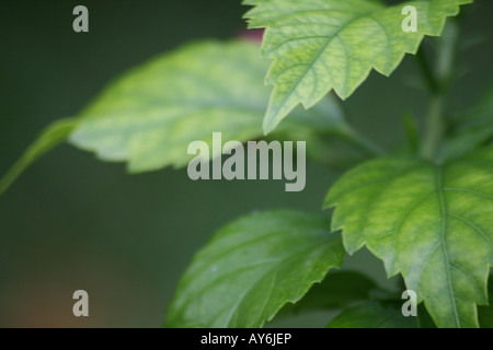 Plan de feuilles [Holiday Island, Kaafu Atoll, Maldives, en Asie]. . Banque D'Images