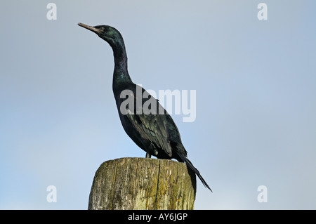 Cormorans à aigrettes (Phalacrocorax carbo) dans le détroit de Géorgie BC Canada Banque D'Images