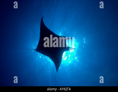 SILHOUETTE D'UN PACIFIQUE MANTA MANTA HAMILTONI SOCORRO ISLANDS Banque D'Images