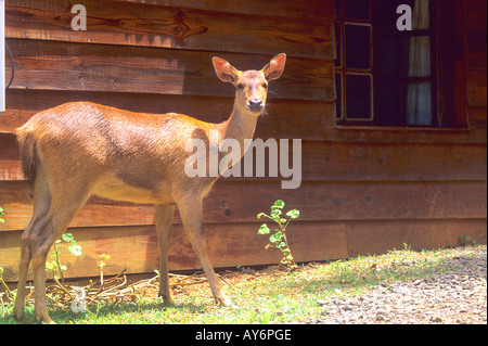 Région du sud - Domaine du Chasseur - Deer Banque D'Images