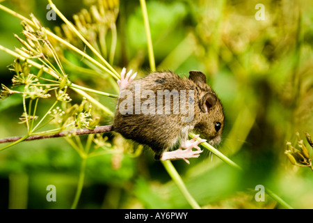 Souris Mus musculus Banque D'Images