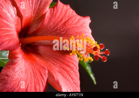 Malvaceae hibiscus rosa sinensi close up detail le pollen étamine Banque D'Images