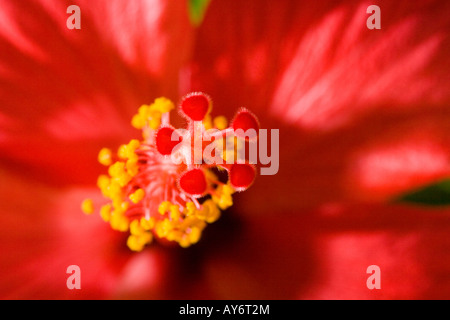 Malvaceae hibiscus rosa sinensi close up detail le pollen étamine Banque D'Images