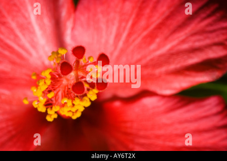 Malvaceae hibiscus rosa sinensi close up detail le pollen étamine Banque D'Images