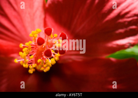 Malvaceae hibiscus rosa sinensi close up detail le pollen étamine Banque D'Images