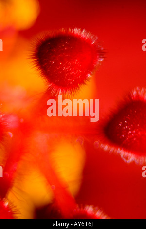 Malvaceae hibiscus rosa sinensi close up detail le pollen étamine Banque D'Images