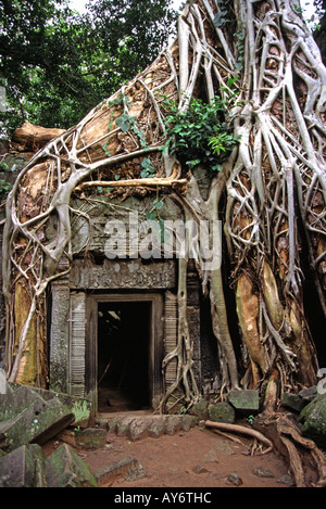Strangulosa Ficus arbre qui pousse sur une porte dans les anciennes ruines de Ta Prohm au site d'Angkor Wat au Cambodge Banque D'Images