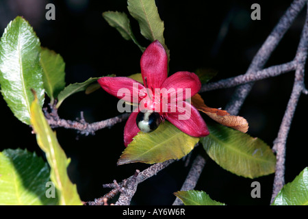 Bush Carnaval / Mickey Mouse plant- Ochna serrulata syn.Ochna et Diporidium altropurpurea serrulatum - Famille Ochnacées Banque D'Images