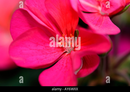 Libre de rose géranium Pelargonium x hortorum. New York, USA. Banque D'Images