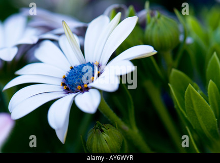 Un Blue-eyed Daisy Osteospermum fruticosum africains,. New York, USA. Banque D'Images