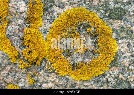 Manquant de Xanthoria parietina lichen orange (thalle) se développe sur le granit fertilisés par des déjections d'oiseaux, côte ouest de la Suède Banque D'Images