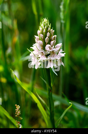 UK Fleurs sauvages heath orchidée Dactylorhiza maculata tacheté growing in field Banque D'Images