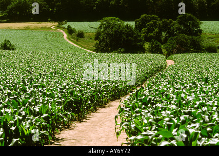 Cheshire Peckforton agriculture chemin à travers champ de maïs Banque D'Images