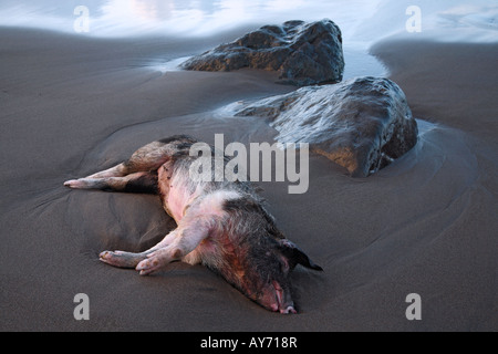 Problème de santé publique : cochon mort échoué sur la plage Banque D'Images