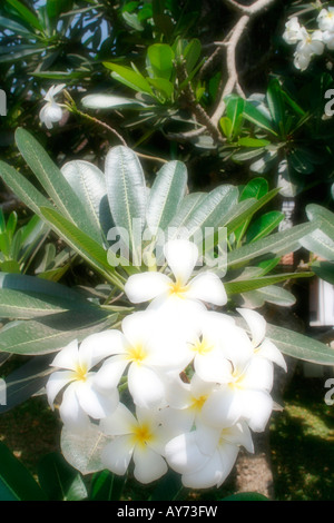 Soft focus d'un groupe de fleurs blanches et de feuilles sur un arbre que l'on trouve généralement dans des climats tropicaux et subtropicaux Banque D'Images