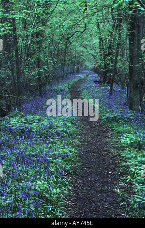 Jacinthes et sentier à travers forêt bois Cambridgeshire Angleterre Hayley Banque D'Images