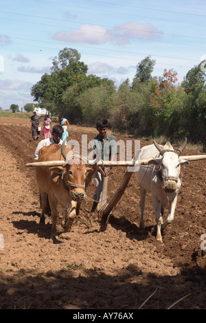 Les agriculteurs labourer le champ à l'aide de boeufs Banque D'Images