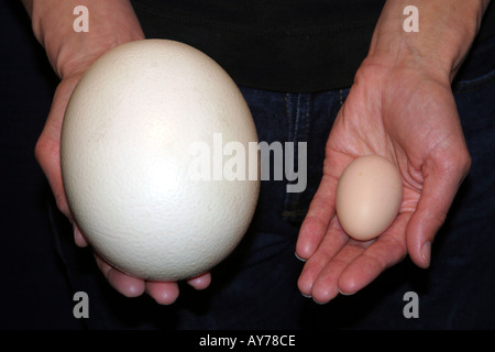 Comparaison de la taille des oeufs d'autruche et Œuf de poule Banque D'Images