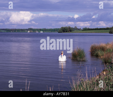 Belle vue générale de Rutland Water avec une famille swan près de Oakham Rutland en Angleterre Banque D'Images