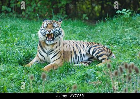 Tigre de Sumatra est allongé dans l'herbe et montre ses dents (Panthera tigris sumatrae)| Banque D'Images