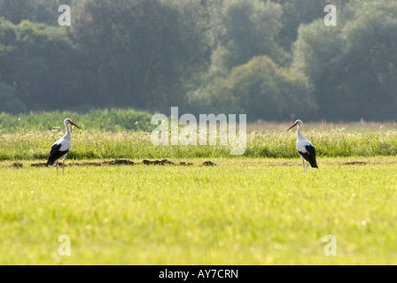 Deux cigognes sont debout face à face (Ciconia ciconia) Banque D'Images