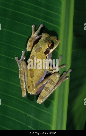 Smilisca phaeota rainette Nicaragua Banque D'Images