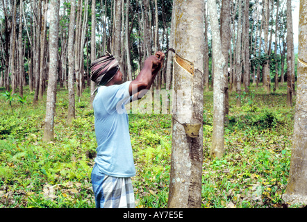 Malaysian Rubber tapper au travail dans une plantation de caoutchouc Banque D'Images