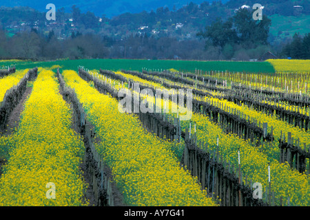 Les champs de fleurs de moutarde brillant au printemps dans les vignobles de Californie du nord du Comté de Sonoma Banque D'Images