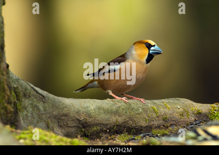 Coccothraustes coccothraustes HAWFINCH Banque D'Images