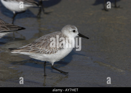 Bécasseau sanderling Calidris alba en marche le long du littoral pour arracher la nourriture exposée par le retrait des vagues à LaJolla Californie en janvier Banque D'Images