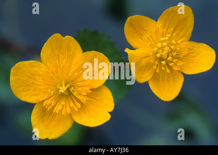 Le populage des marais (Caltha palustris), ou kingcup fleurs au bord d'un étang de la faune. Banque D'Images