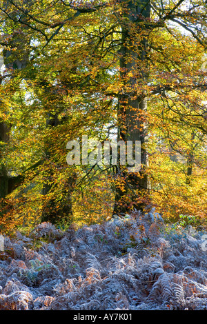 Frosty matin d'automne dans la forêt de Savernake, près de Marlborough, Wiltshire Banque D'Images