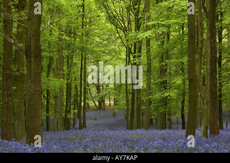 Tapis de jacinthes des bois (Hyacinthoides non-scripta) en bois de hêtre Banque D'Images