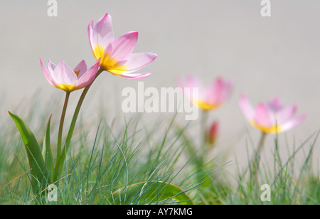 LILAC WONDER TULIPA BAKERI WILDFLOWER AU PRINTEMPS DANS LE NORD DE L'ILLINOIS Banque D'Images