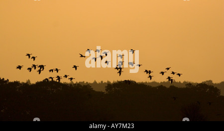 Les oies à bec court (Anser brachyrhynchus) atterrissage dans les champs de betteraves à l'aube. Banque D'Images