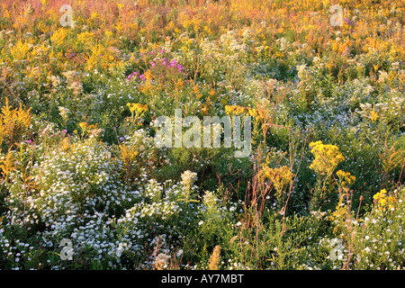 La fin de l'été fleurs sauvages DANS LE NORD DE L'ILLINOIS USA MIDWEST PRAIRIE Banque D'Images