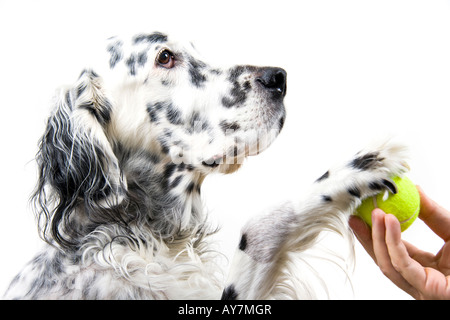 Playing with dog Banque D'Images