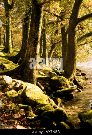 Buttermere, Lake District, Cumbria la rive orientale de la lande dans le Lake District, Cumbria, à l'automne. Pike Rigg bois Banque D'Images