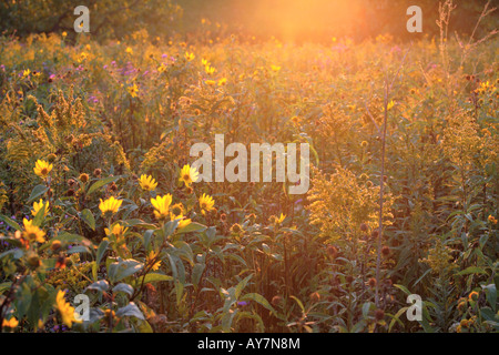 La fin de l'été fleurs sauvages DANS LE NORD DE L'ILLINOIS USA MIDWEST PRAIRIE Banque D'Images