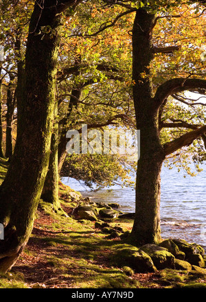 Buttermere, Lake District, Cumbria. La rive orientale de la lande dans le Lake District, Cumbria, à l'automne. Pike Rigg bois Banque D'Images