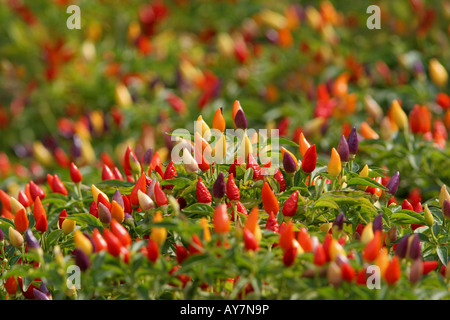 Poivre d'ORNEMENT CAPSICUM ANUUM NUMEX TWILIGHT Banque D'Images
