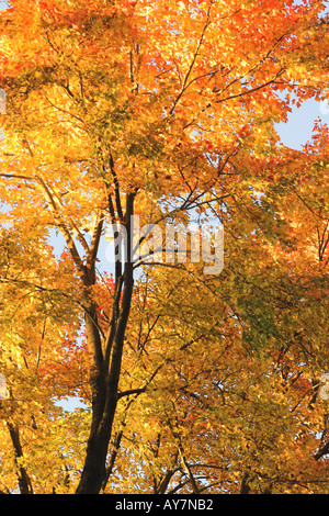 Feuilles de couleur orange vif sur l'arbre dans un parc public. Banque D'Images