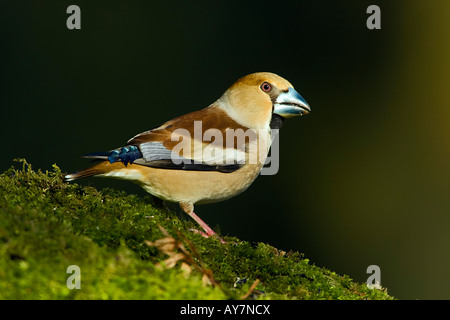 Coccothraustes coccothraustes HAWFINCH Banque D'Images