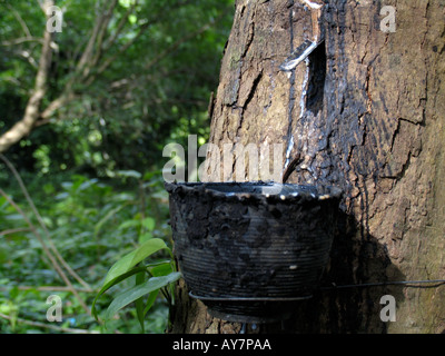 Taraudé arbre à caoutchouc pour recueillir la sève de latex en Thaïlande l'île de Ko Muk bol Banque D'Images