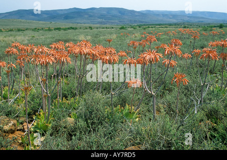 Fleurs sauvages, White Spotted Aloe, Eastern Cape, Afrique du Sud Banque D'Images