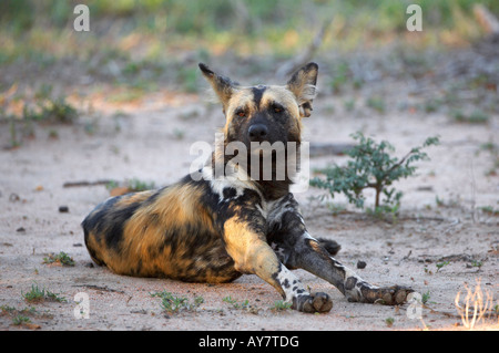 Chien sauvage d'Afrique (Lycaon pictus) Banque D'Images