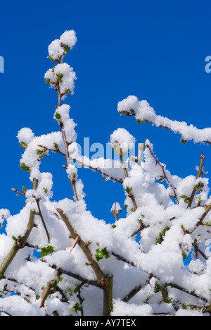 Rare De La neige colle à couverture d'Aubépine dans un jardin dans Cheshire England Royaume-Uni Banque D'Images